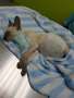 Mon chaton decédé ????